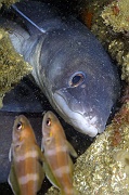 Trisopterus luscus -Conger conger Belle ile Escorteur-16m-20160702-Denis-ADER-DSC_8580_tn